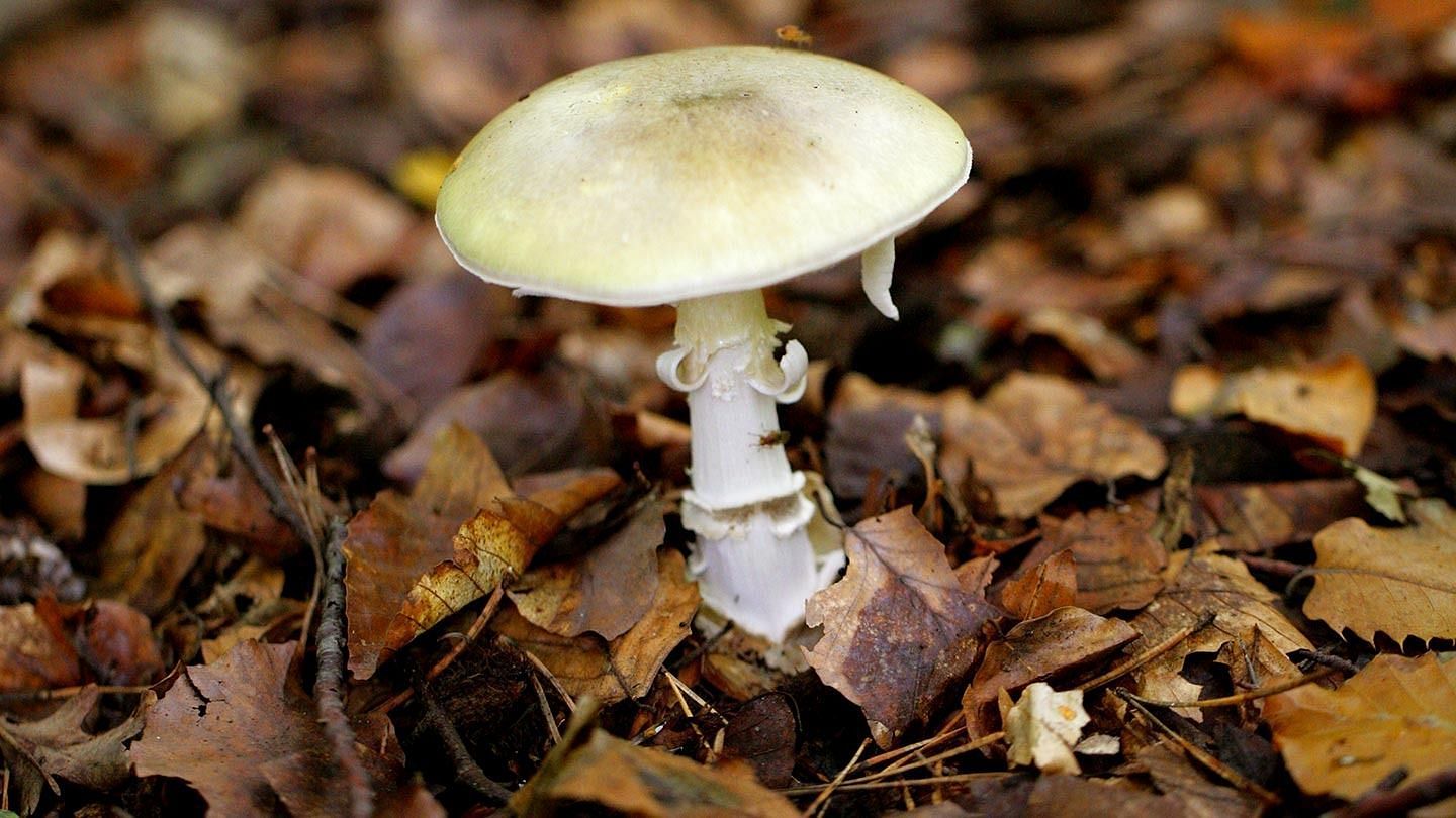 Death cap mushrooms (image via Getty Images)